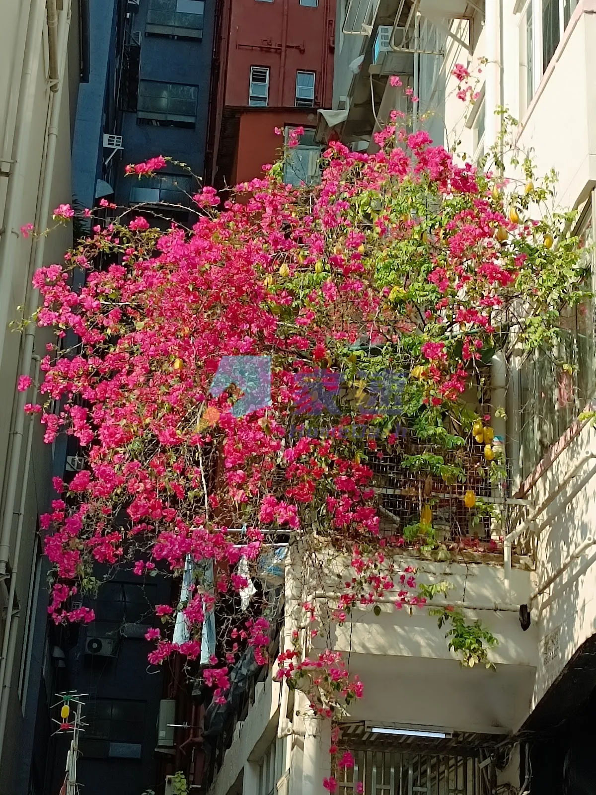 晏架街40-44號/櫸樹街5號